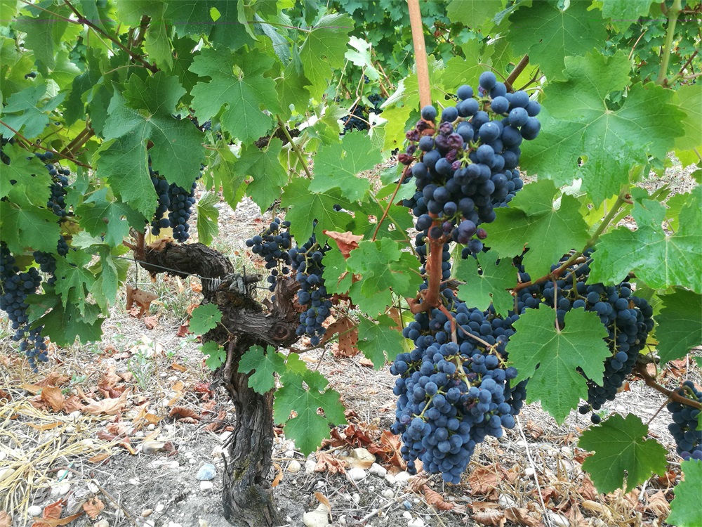 開(kāi)家波爾多紅酒專賣店要多少錢